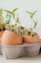 Startul unei microgrădini