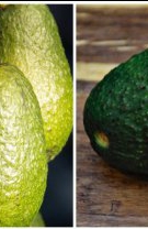 Avocado