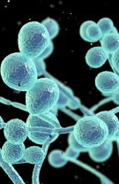 2. Nu te vei mai confrunta la fel de des cu infecții