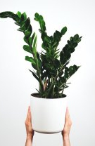 Berbec – Planta ZZ