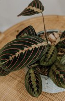 Taur – Planta de rugăciune