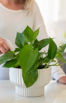 Gemeni – Planta banilor/arborele banilor