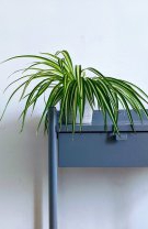 Rac – Planta păianjen