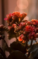 Leu – Fiorul văduvei (Kalanchoe)