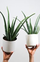 Fecioară – Aloe Vera