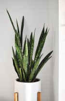 Scorpion – Planta șarpe
