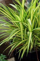 Capricorn – Dracaena (arborele dragonului)