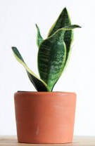 2. Limba soacrei