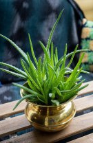 6. Aloe vera