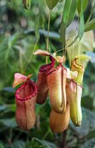 Planta ulcior 