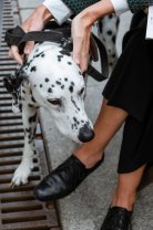 Îmbrățișează-ți animalul de companie!