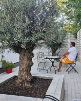 Sorin Bontea are un măslin lângă casă