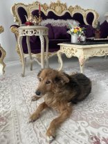 Vila de lux în care trăiesc Alin Oprea și Medana are mobilă în stil baroc