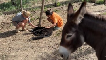 S-a mărit familia lui Dragoș Bucur și a Danei Nălbaru. "Betty e bine". De ce au totuși probleme cu vecinii de la țară. Au multe animale domestice
