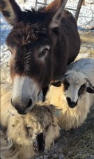 S-a mărit familia lui Dragoș Bucur și a Danei Nălbaru. "Betty e bine". De ce au totuși probleme cu vecinii de la țară. Au și oi