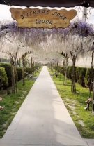 Mănăstirea Ghighiu, colțul de Rai din Prahova. Spectacolul de glicine înflorite îi face pe oameni să revină an de an. Acolo se află și un Izvor al Tămăduirii
