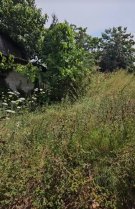 Cum arată acum casa lui Gheorghe Dincă. Locuința a ajuns o ruină, la 7 ani de la dispariția Alexandrei Măceșanu și a Luizei Melencu. Curtea este invadată de vegetație