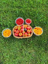Emil Boc, mândru de roșiile culese. Cum arată grădina primarului din Cluj-Napoca: „Natura ne amintește că cele mai frumoase lucruri cresc încet”. Le-a arătat urmăritorilor prima recoltă de roșii
