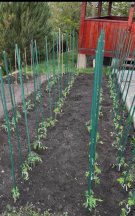 Emil Boc, mândru de roșiile culese. Cum arată grădina primarului din Cluj-Napoca: „Natura ne amintește că cele mai frumoase lucruri cresc încet”. A postat imagini cu roșiile în diverse stadii ale coacerii