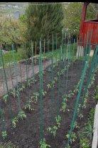 Emil Boc, mândru de roșiile culese. Cum arată grădina primarului din Cluj-Napoca: „Natura ne amintește că cele mai frumoase lucruri cresc încet”. Are o grădină bine îngrijită