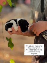Doina Teodoru, primele declarații despre noua iubire din viața ei. „M-a luat pe nepregătite”. A găsit în pădure o cățelușă abandonată