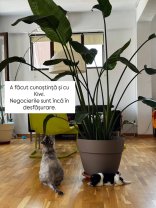 Doina Teodoru, primele declarații despre noua iubire din viața ei. „M-a luat pe nepregătite”. Cățelușa se înțelege bine cu pisicuța ei pe nume Kiwi