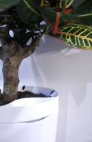 Parrot Pot