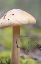 1. Amanita phalloides
