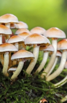2. Conocybe filaris