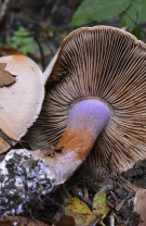 3. Cortinarius