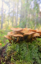 4. Galerina marginata