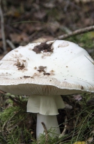 5. Specia Amanita