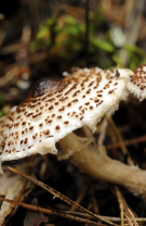 6. Lepiota brunneoincarnata