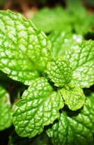 Menta