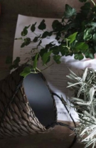 Cimbru