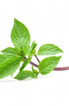 3. Busuioc