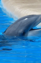 Delfinul