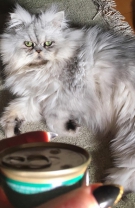 Felina supremă, Colonel Meow @colonelmeowandfriends