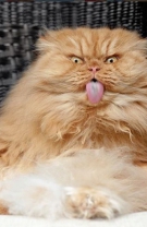Noua Angry Cat, Garfi @meetgarfi