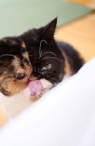 Vedeta supremă, Pudge @Pudge the Cat