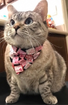 Mutriţa momentului, Nala @nala_cat