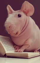 Instagram: ludwik_guinea_pig