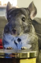 Instagram: Potato