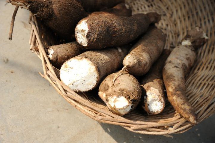 9. Manioc (având şi denumirea de cassava sau tapioc)