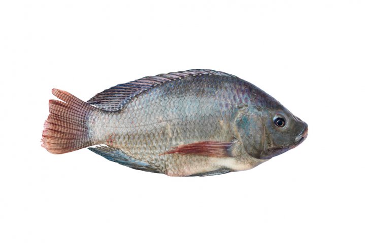 Tilapia (Peștele Sfântului Petru)