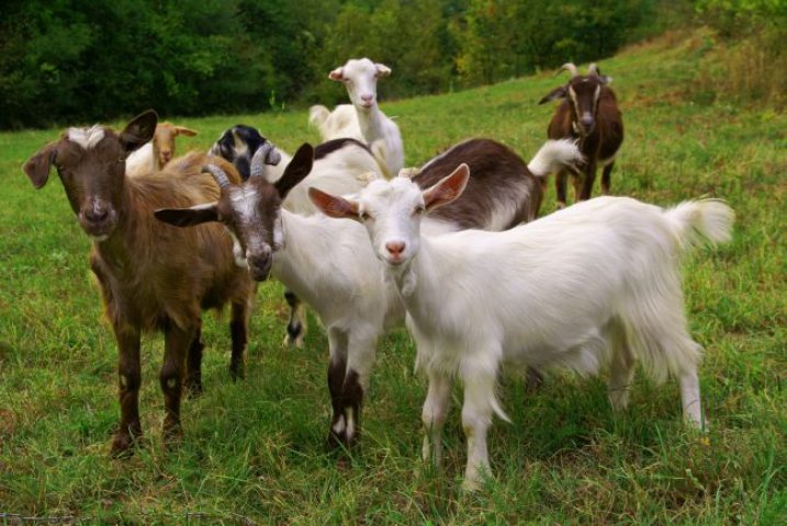 Efectele cafelei au fost descoperite de ciobanii care îngrijeau capre
