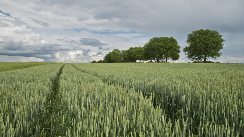 Sunt un dezastru pentru agricultură