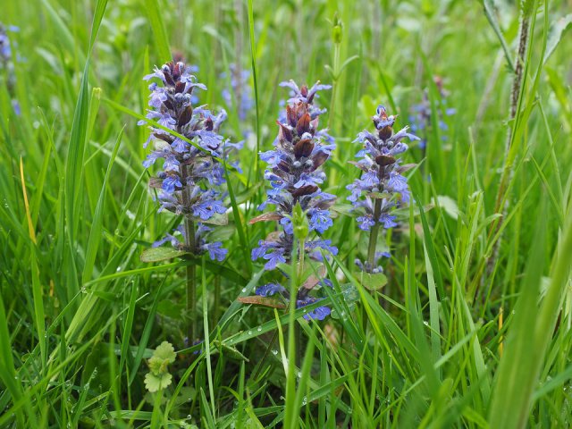 Ajuga reptans