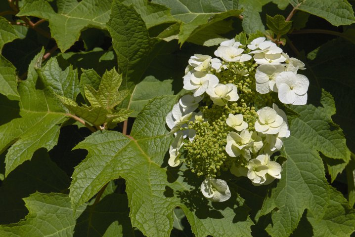 Oakleaf Hydrangea