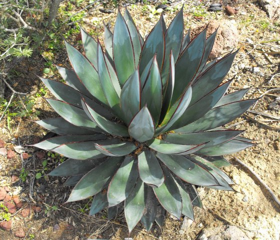 Agava (aloe americană)